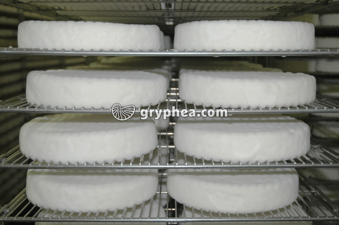 Fabrication du fromage - Développement dy mycélium sur jeunes fromages en cave d'affinage - gryphea.com